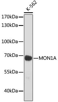 MON1A Antibody