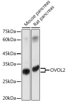 OVOL2 Antibody