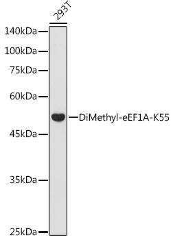 eEF1A1 [Dimethyl Lys55] Antibody