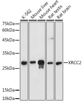 XRCC2 Antibody