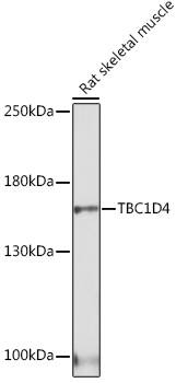 TBC1D4 Antibody
