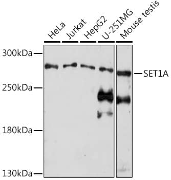 SETD1A Antibody