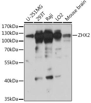 ZHX2 Antibody