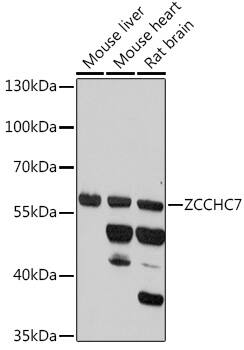 ZCCHC7 Antibody