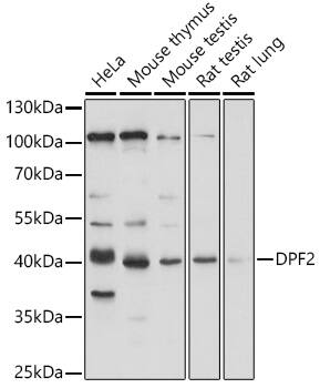 DPF2 Antibody