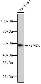 PSMD6 Antibody