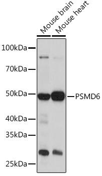 PSMD6 Antibody