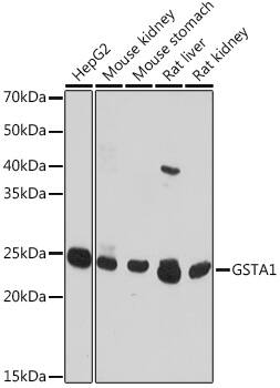 GSTA1 Antibody