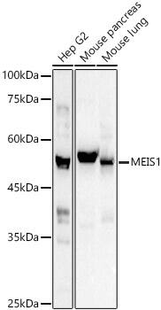 MEIS1 Antibody