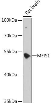 MEIS1 Antibody