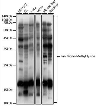 Methyl-Lysine Antibody