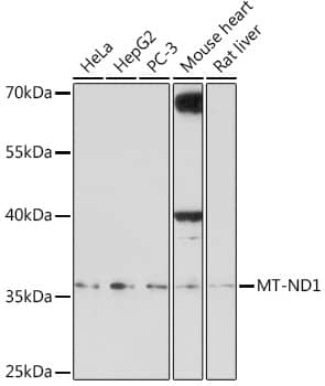 MT-ND1 Antibody