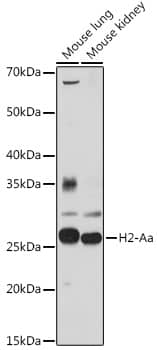 H2A Antibody