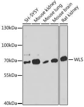 GPR177/WLS Antibody