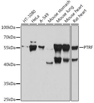 PTRF Antibody