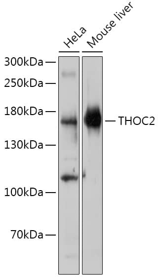 THOC2 Antibody