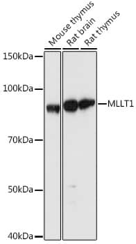 MLLT1 Antibody