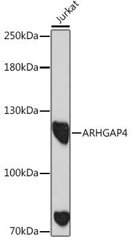 ARHGAP4 Antibody