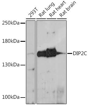 DIP2C Antibody