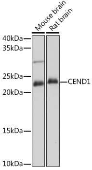 CEND1 Antibody