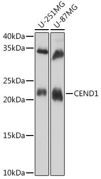 CEND1 Antibody