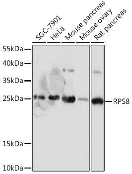 RPS8 Antibody