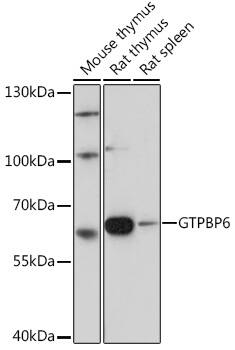 GTPBP6 Antibody