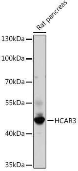 GPR109B/HM74 Antibody