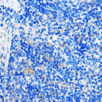 GPR109B/HM74 Antibody