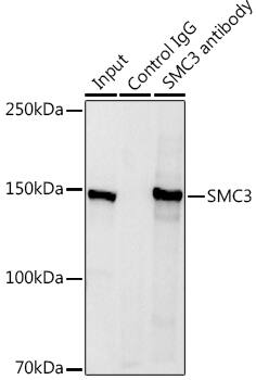 SMC3 Antibody