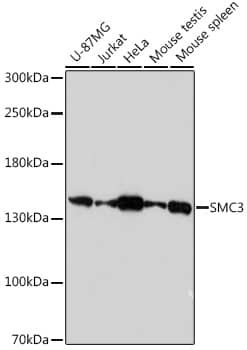 SMC3 Antibody