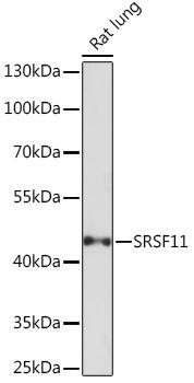 Splicing factor, arginine/serine-rich 11 Antibody