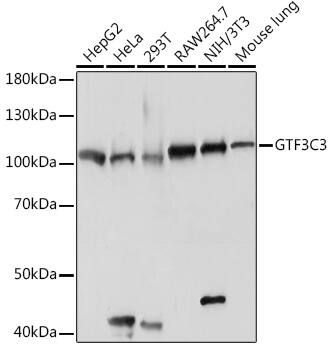 gtf3c3 Antibody