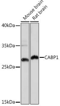 CABP1 Antibody