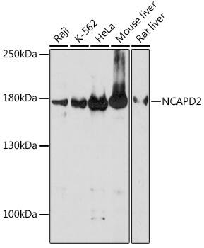CNAP1 Antibody