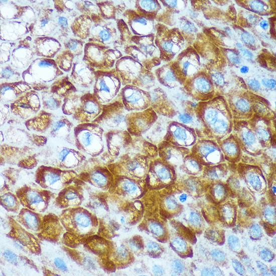RCE1 Antibody