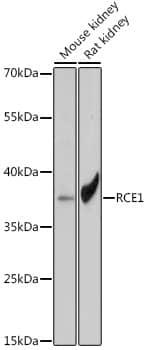 RCE1 Antibody