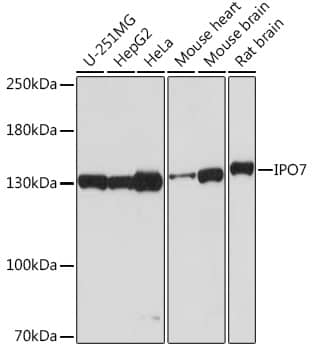 Importin-7 Antibody