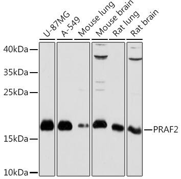 JM4 Antibody