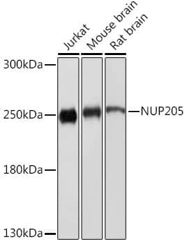 NUP205 Antibody