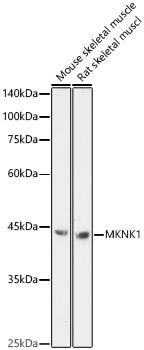 MNK1 Antibody