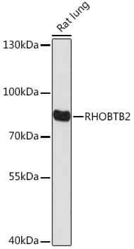 RHOBTB2 Antibody