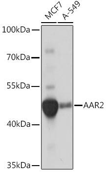 AAR2 Antibody