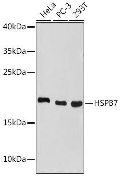 HspB7 Antibody