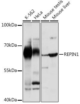 REPIN1 Antibody