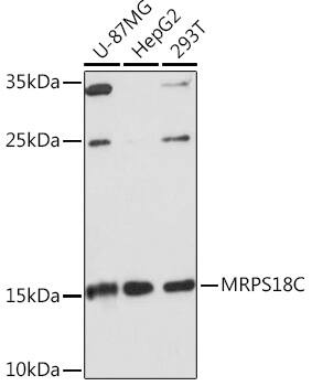 Mitochondrial Ribosomal Protein S18C Antibody