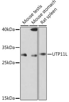 UTP11L Antibody