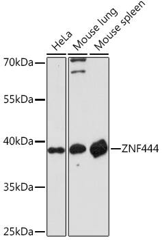 ZNF444 Antibody