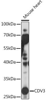 CDV3 Antibody