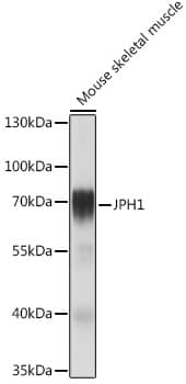 JPH1 Antibody